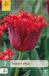 Jub Tulipa calibra 7st JUB