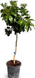 Sunny Tree Grapefruitboom 150 cm