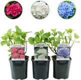 Plantenboetiek.nl | Hortensia - Hydrangea macrophylla Tricolour - Bloem Blauw, Roze en Wit - 3 Planten - Bladverliezend - Weinig Onderhoud - Ø18cm - 30cm hoog - Tuinplant