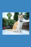 MY FRIENDS CATS: Stories on cats I have met