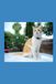 MY FRIENDS CATS: Stories on cats I have met