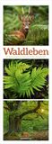 Waldleben Ackermann Kunstverlag Waldleben Triplet-Kalender 2027 | Spaziergang durch heimische Wälder