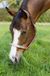 HKM Leren halster -Show- met verzilverde versiering donkerbruin Pony