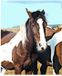 Wild Horse (Wild Paard) Huile essentielle d'éther