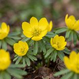 Green boutiQ - 100x Eranthis Cilicica - Cilicisch winterakoniet - Geel - Voorjaarsbloeier - Bolmaat 4/5