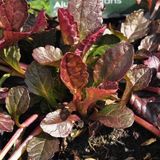 Ajuga reptans 'Atropurpurea' - Zenegroen kruipend pot 9x9 cm