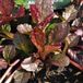Ajuga reptans 'Atropurpurea' - Zenegroen kruipend pot 9x9 cm