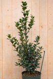 Warentuin natuurlijk - Hulst vrouwelijk Ilex meserveae 120 cm