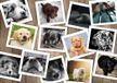 Grafika Puzzle - 1500 pièces - Collage - Chiens