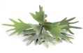 Countryfield Kunstplant steker/hang Platycerium groen
