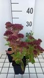 GRDplanten Groendecor Tuinarchitectuur 6x Hemelsleutel - Sedum hybr. 'Carl' | 9x9 cm pot
