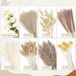 Ibenzoa® Magnifique mélange d'herbes de pampa séchées pour décoration bohème et rustique