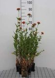 GRDplanten Groendecor Tuinarchitectuur 6x Koekoeksbloem - Lychnis chalcedonica | 9x9 cm pot