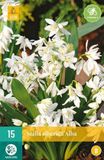 Jub Scilla siberica Alba bloembollen 15 bollen Oosterse sterhyacint JUB