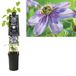 Van der Starre Klimplant Clematis Blue Light PBR 75 cm Bosrank