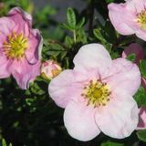 Arborix Potentilla Fruticosa 'Princess' - Ganzerik|Vijfvingerkruid 25-30 cm in pot
