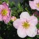 Arborix Potentilla Fruticosa 'Princess' - Ganzerik|Vijfvingerkruid 25-30 cm in pot