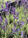 GRDplanten Groendecor Tuinarchitectuur 6x Lavendel - Lavandula angustifolia Hidcote XL | 3 liter pot