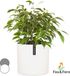 Fox & Fern Bloempot met stop, Bloempot groot voor binnen/buiten, Sierpot UV- & vorstbestendig, Polystone-bloempotten wit, Bloempot 25 cm diameter, Grote plantenpot voor kamerplanten