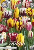 Dutch Flower Lady Tulipa Triumph Rembrandt Mix Tulpenbollen 20 stuks bolmaat 12/14