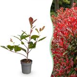 Green boutiQ - 40x Photinia fraseri Red Robin - Glansmispel - Haagplanten - Groenblijvend - Rood - Pot 9cm - Hoogte 25-35cm