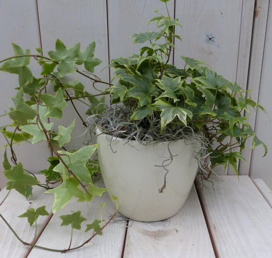 Warentuin Natuurlijk Klimop Hedrea bont creme pot 25 cm