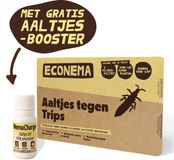 Econema Aaltjes tegen Trips larven - 10 m²