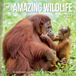 Plenty Gifts Amazing Wildlife Kalender 2027
