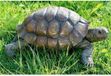 Decoratie Landschildpad - Levensecht - Bruin - Polyresin