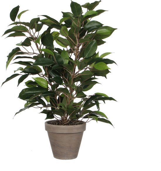 Mica Decorations - Ficus Natasja H 40cm / D 30cm Groen - In bloempot grijs