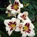 Arborix Hemerocallis 3 x Hemerocallis 'Moonlite Masquerade' - Daglelie pot 9x9cm