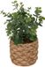 ATMOSPHERA CREATEUR D'INTERIEUR Kunst-eucalyptus JAYE