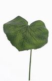Top Art galax blad extra large, plastic groene steel, dia20cm, 50cm lang