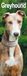 Greyhound Greyhound Kalender 2027 Slimline