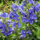 Arborix Veronica 6 x Austriaca 'Knallblau' - Breedbladige Ereprijs pot 9x9cm - Blauwe bloemen, bodembedekker