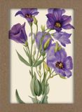 Smithsonian Wildflower Notecard Set - Artwork by Mary Vaux Walcott
