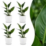Plantenboetiek.nl Strelitzia Reginea - Paradijsvogelbloem - 4 Planten - met Potter Wit - Ø12cm - 25-35cm hoog