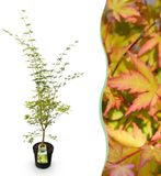 Green boutiQ Japanse Esdoorn Acer palmatum Sangokaku - Bladverliezend - Pot 26cm - Hoogte 90cm