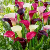 Merkloos / Sans marque Dutch Bulbs B.V. Calla Lelie - Zantedeschia - Paars / Roze Mix - Bloembollen - 10 stuks