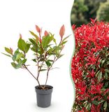 Green boutiQ - 16x Photinia fraseri Little Red Robin - Glansmispel - Haagplanten - Groenblijvend - Rood - Pot 9cm - Hoogte 25-35cm