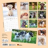 Tushita Puppies Kalender 2027