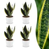 Green boutiQ - Sansevieria Future Superb - Vrouwentong - 4 Planten - met Potter Wit - Pot 12cm - Hoogte - 35cm
