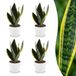 Green boutiQ - Sansevieria Future Superb - Vrouwentong - 4 Planten - met Potter Wit - Pot 12cm - Hoogte - 35cm