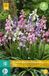 jub Bol.com X 10 Hyacinthoides hisp. mix