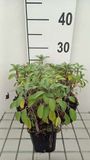 GRDplanten Groendecor Tuinarchitectuur 6x Struiksalie - Salvia off. 'Growers Friend' | 9x9 cm pot