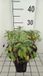 GRDplanten Groendecor Tuinarchitectuur 6x Struiksalie - Salvia off. 'Growers Friend' | 9x9 cm pot