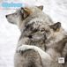 Dayplanner Wolven Kalender 2027 Wandkalender Natuur Dieren 30x30 cm