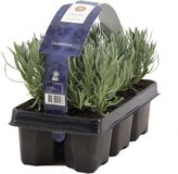Bloomique - Set van 6 - Lavandula Angustifolia - Lavendel Plant - Tuinplanten - Winterhard - Hoogte 15-20 cm - Kluit 7 cm