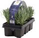 Bloomique - Set van 6 - Lavandula Angustifolia - Lavendel Plant - Tuinplanten - Winterhard - Hoogte 15-20 cm - Kluit 7 cm