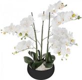 Merkloos ORCHIDEE plant - PRACHTIGE Orcidee bloem - WIT - ZWARTE KERAMISCHE POT - HOOGTE 65 CM - XL Model